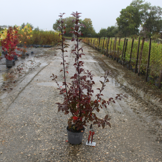 Pommier d'ornement 'Courtarou'