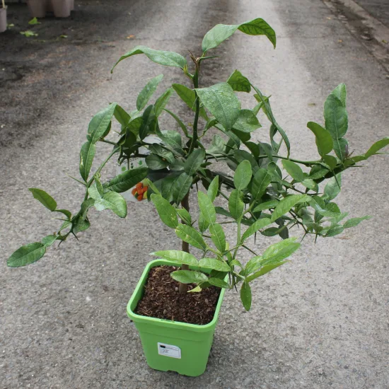 Citronnier combava 'Hystrix' — Pot 5L 1/4 tige