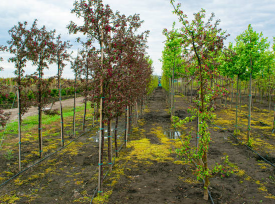 Pommier d'ornement 'Red sentinel'