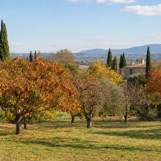 Plaqueminier 'Pomme' (Diospyros kaki) — verger d’arbres fruitiers au feuillage d’automne