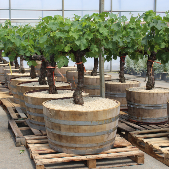 Vigne 'De table'