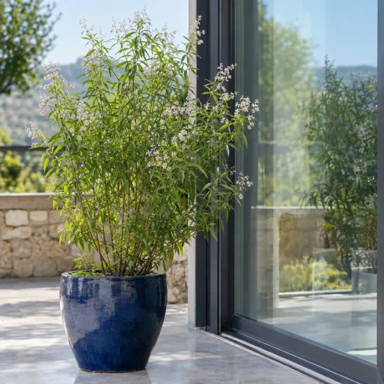 Verveine citronnelle (Aloysia citriodora) — grand arbuste en pot bleu sur terrasse vitrée · Photo d'illustration