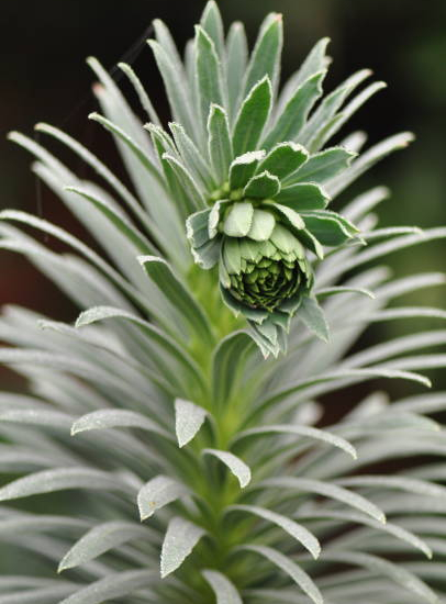 Euphorbe des garrigues 'Silver swan'