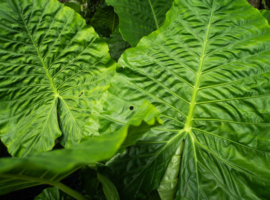 ALOCASIA gageana california