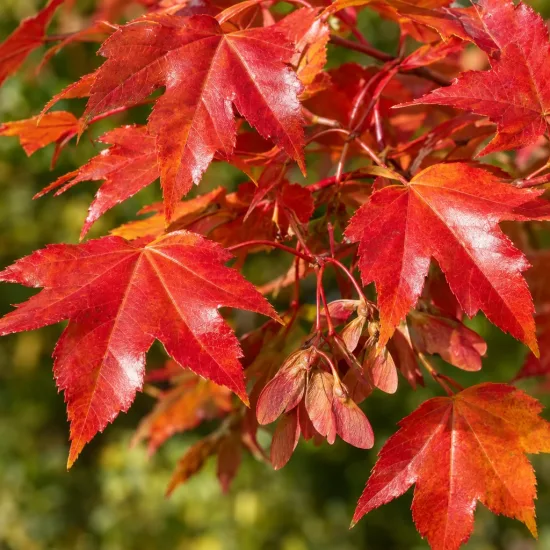 Érable de mandchourie 'Subsp. ginnala' (Acer tataricum)