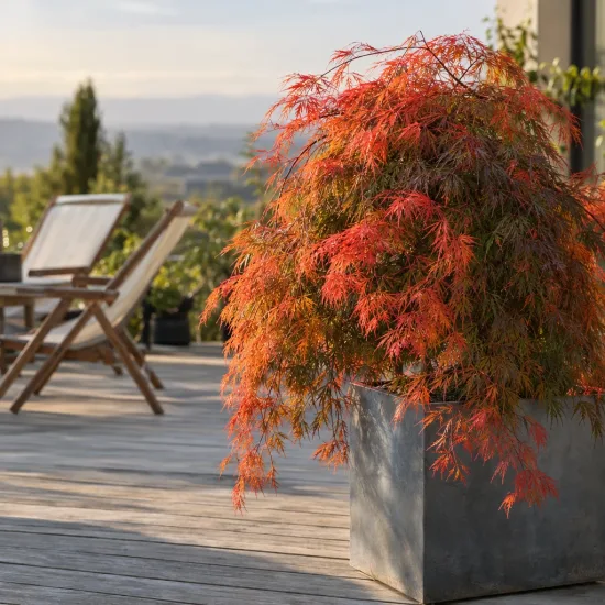 Érable du japon 'Orangeola' (Acer palmatum) — arbuste aux feuilles finement découpées rouges en terrasse · Photo d'illustration