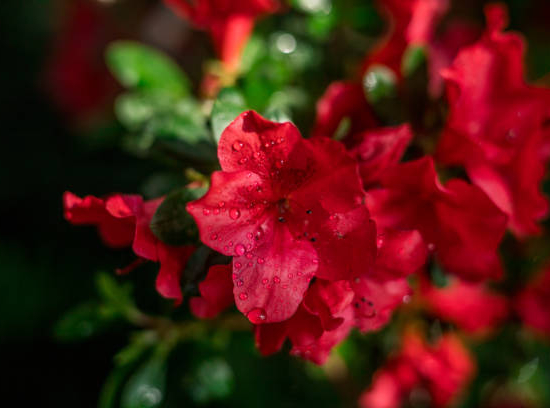 Azalée japonaise 'Autumn fire rouge'