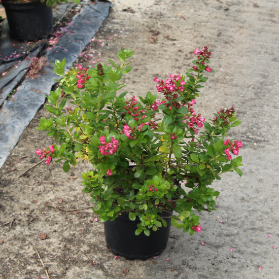 Escallonia 'Pride of donard'