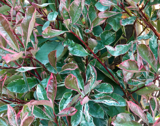 Photinia 'Pink marble cassini'