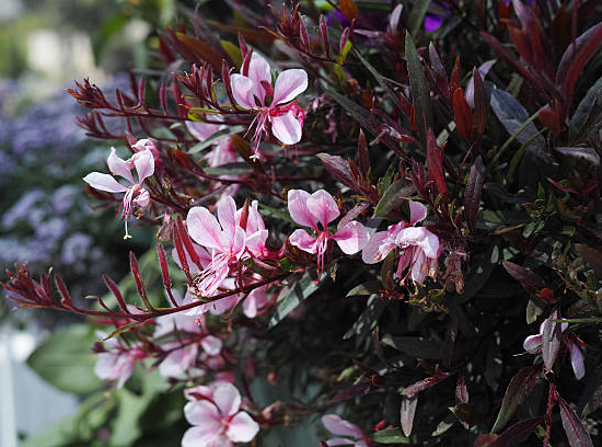 Gaura 'Light pink''