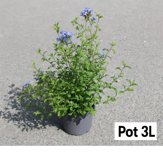 Plumbago de chine 'Forest blue'