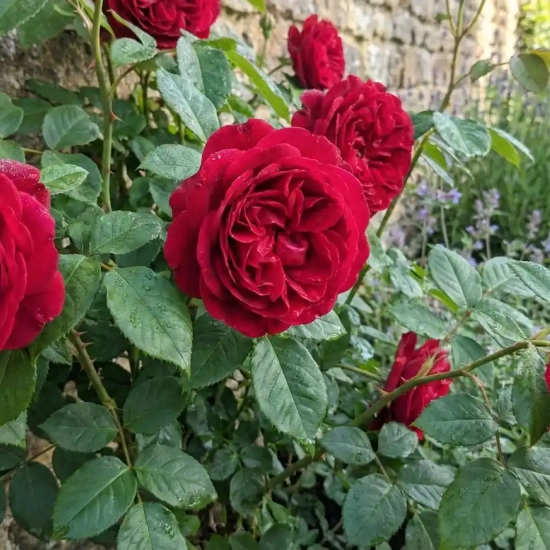 Rosier 'Darcey bussel '