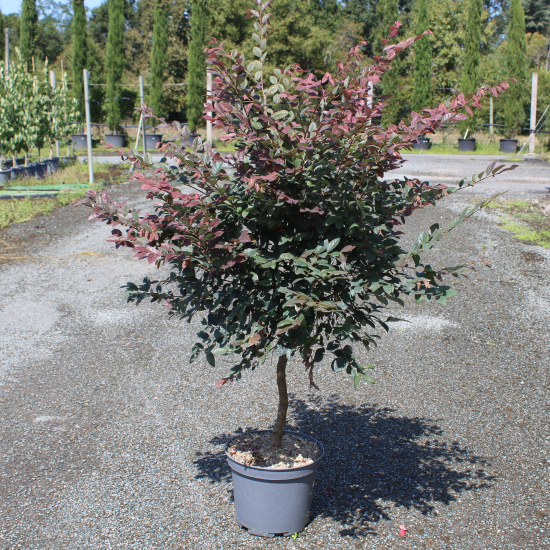 Loropétale de Chine  'Fire Dance'
