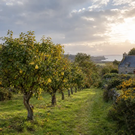 Cognassier ba29 'Provence ba29' (Cydonia oblonga) — rangée d’arbres fruitiers près de la mer · Photo d'illustration