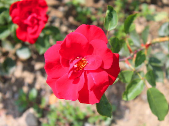 Rosier 'Rosy la sevillana '