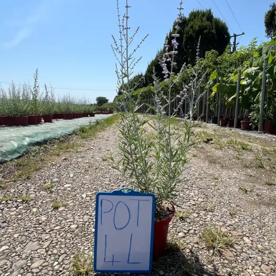 Sauge de sibérie 'Blue spire'
