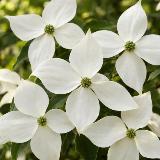 Cornouiller du japon 'Robert's select' (Cornus kousa) — gros plan sur fleurs blanches à quatre bractées