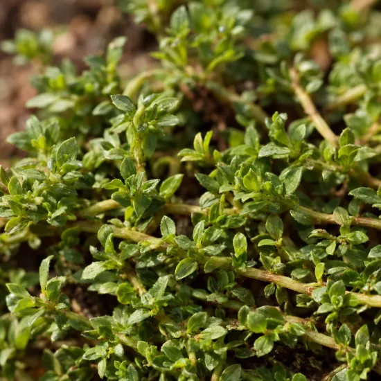 Turquette (Herniaria glabra) — tapis dense de petites feuilles vertes au sol · Photo d'illustration