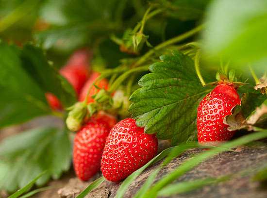 Fraisier 'Fantastica'