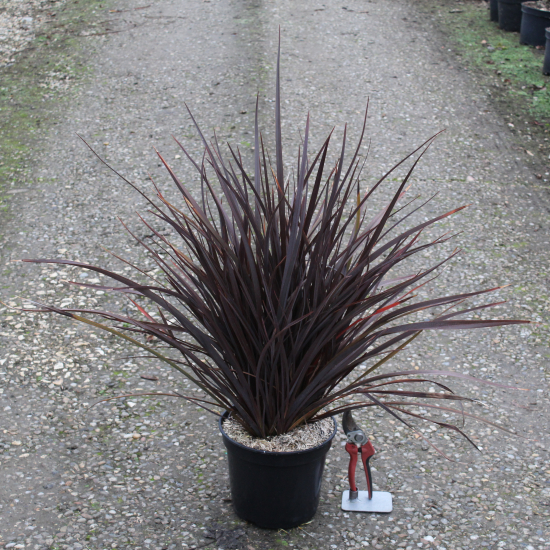 Lin de nouvelle-zélande 'Special red'