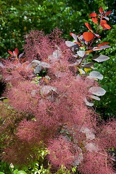 Arbre à perruque 'Grace'