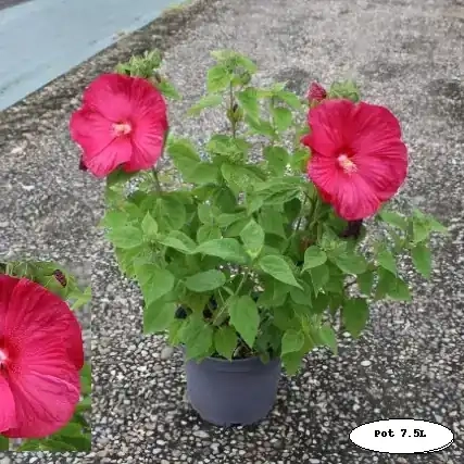 Hibiscus des marais 'Rubra'
