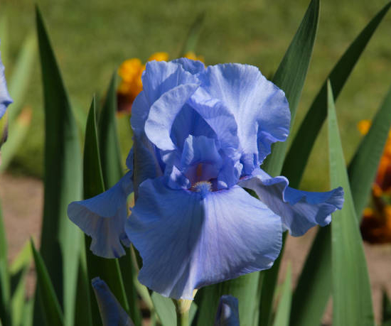 Iris d'allemagne 'Master touch bleu'