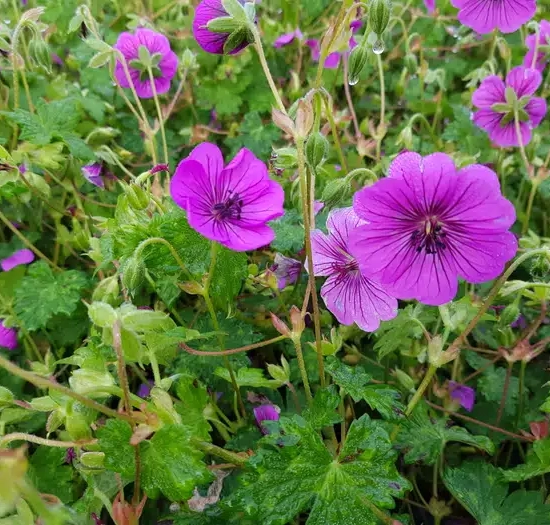 Pélargonium 'Rozane'