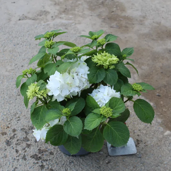 Hortensia 'Soeur therese blanc' — Pot 3L