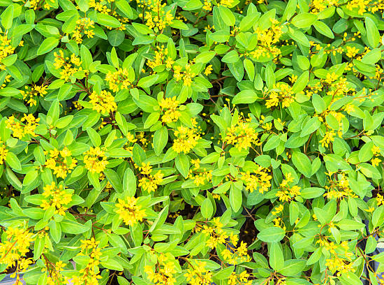 Millepertuis 'Magical sunshine'