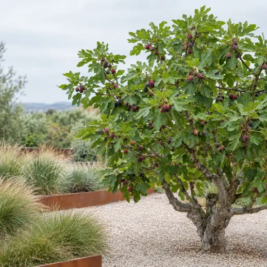 Figuier 'Jordan' (Ficus carica) — arbre buissonnant au tronc noueux chargé de fruits