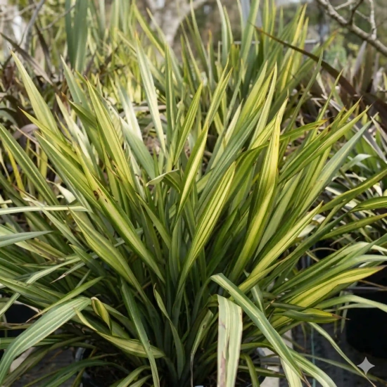 Lin de nouvelle-zélande 'Apricot queen'