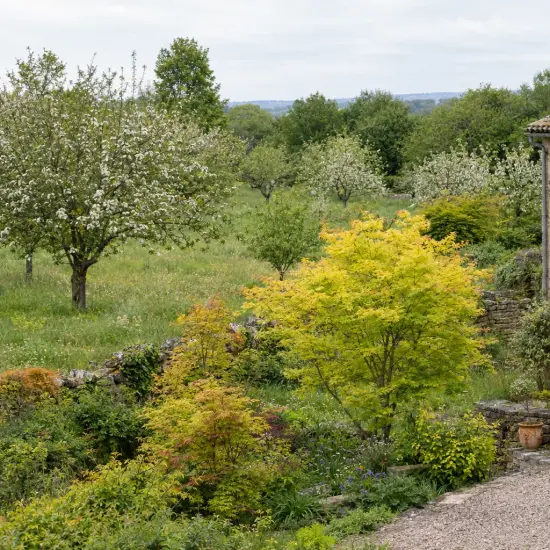 Érable du japon 'Summer gold' (Acer palmatum) — arbuste au feuillage jaune dans jardin campagnard