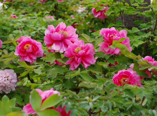 Pivoine 'Karl rosenfield rose framboise'