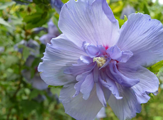 Althéa 'Blue chiffon'