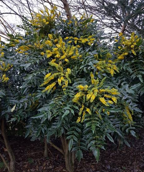 Mahonia 'Winter sun'