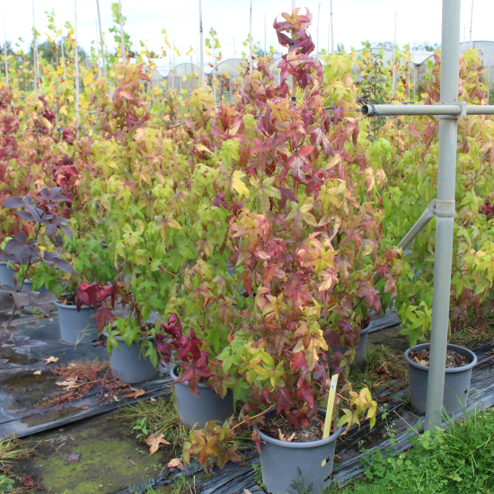 Copalme d'amérique 'Golden sun'