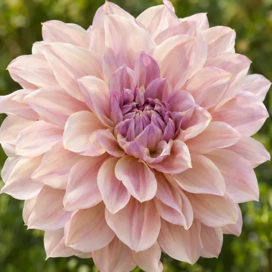 Vivace estivale 'Shiloh noelle' (Dahlia) — gros plan sur une grande fleur bicolore · Photo d'illustration
