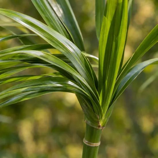 Iris bambou (Iris confusa) — touffe de longues feuilles vertes sur tige · Photo d'illustration