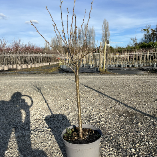 Cerisier 'Reverchon bio'