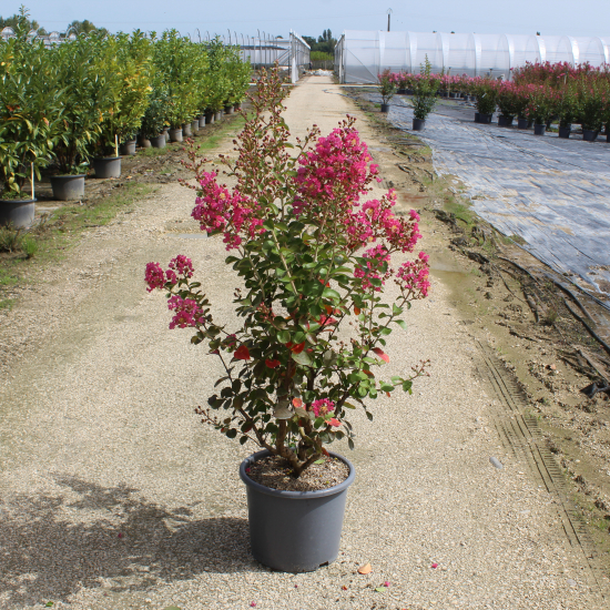 Lilas des indes 'Yang tse'