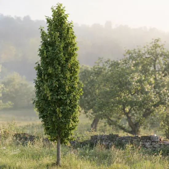 Charme commun 'Lucas' (Carpinus betulus) — arbre étroit dressé dans un paysage champêtre