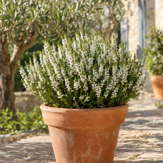 Bruyère commune 'Stephanie blanc' (Calluna vulgaris) — Photo d'illustration, photo 2