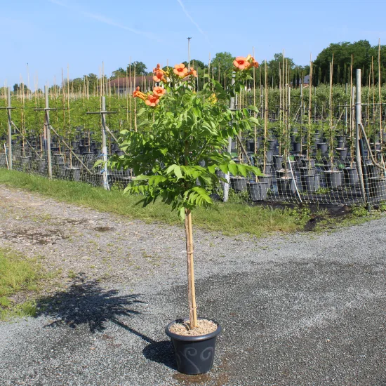 Bignone 'Indian summer' — Pot 7.5L Tige