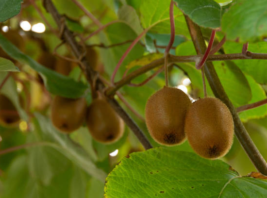 Kiwi