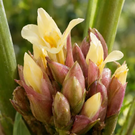 Gingembre du japon (Zinziber mioga) — gros plan sur inflorescence aux bractées rosées · Photo d'illustration