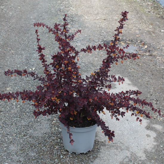 Épine-vinette 'Auricoma'