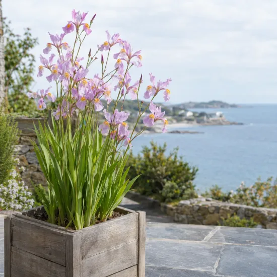 Iris de miles (Iris milesii) — plante fleurie en bac bois sur terrasse côtière · Photo d'illustration