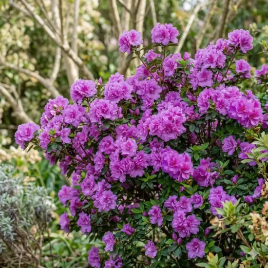 Azalée 'Autumn majesty'