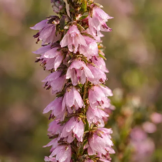 Bruyère commune 'Silver knight rose' (Calluna vulgaris) — Photo d'illustration, photo 4